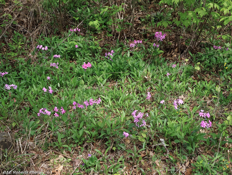 Phlox