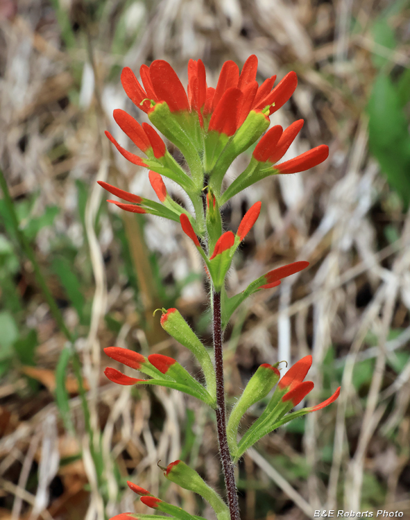 Castilleja