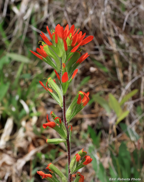 Castilleja