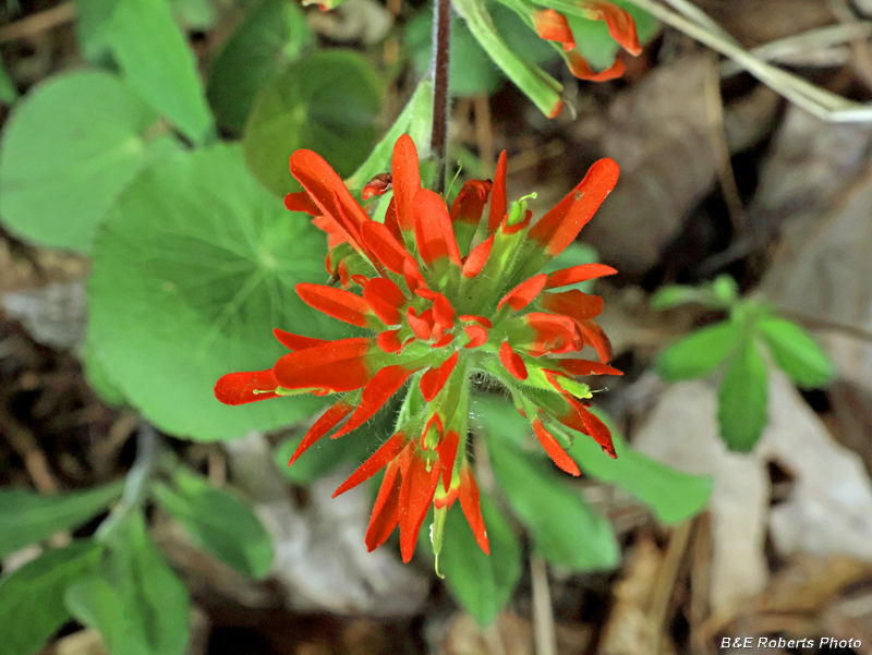 Castilleja