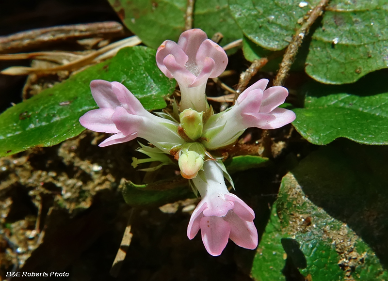 Trailing_Arbutus