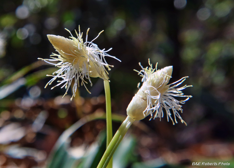 Frasers_Sedge_flowers