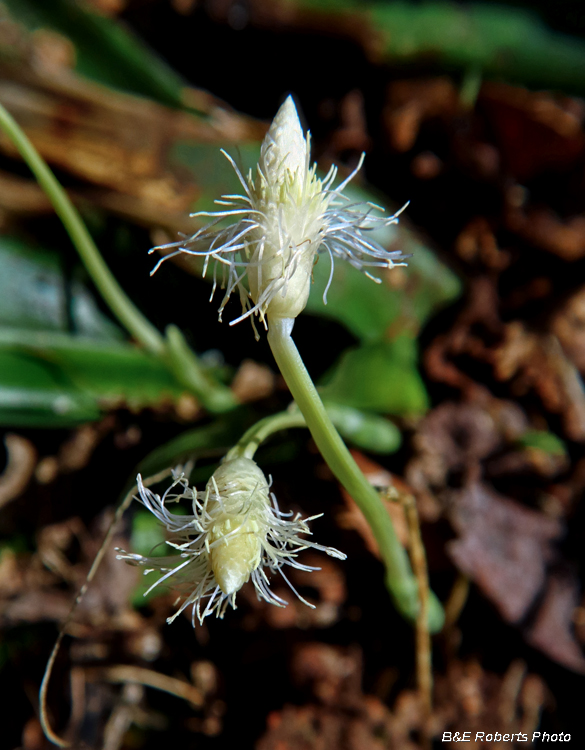 Frasers_Sedge_flowers