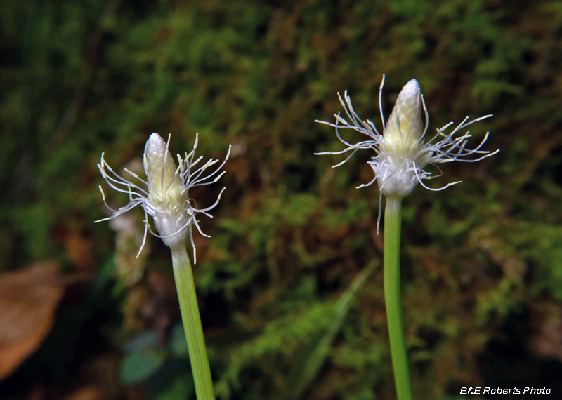 Frasers_Sedge_flowers