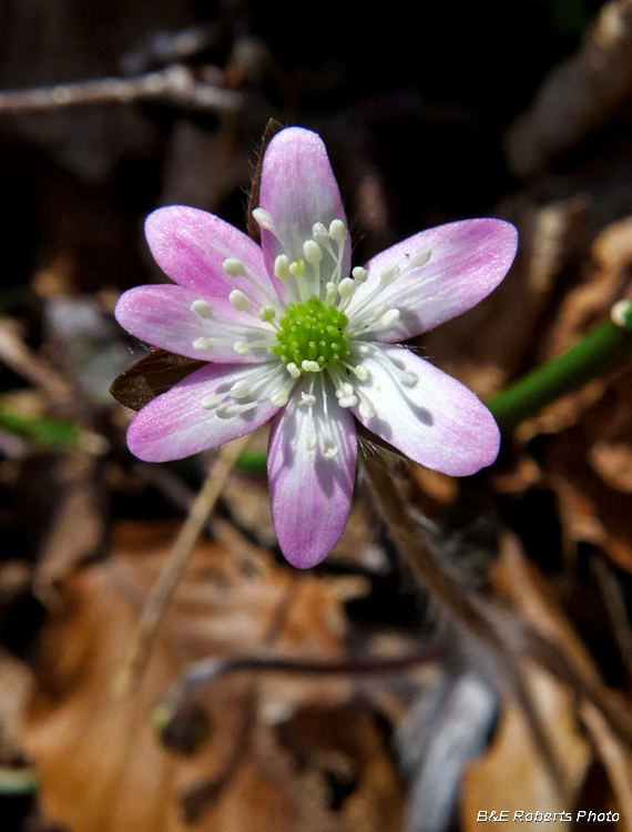 Hepatica