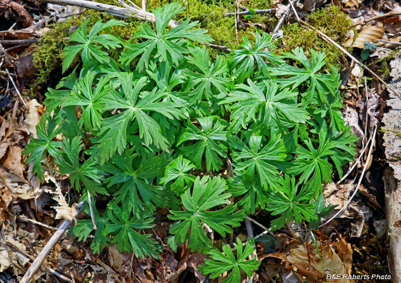 Cranesbill_Geranium