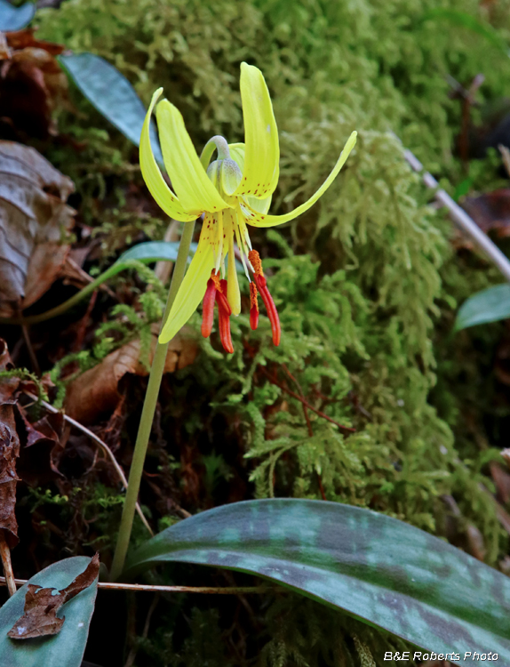 Trout_Lily