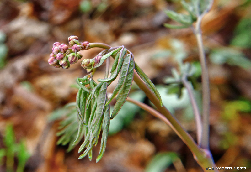 Blue_Cohosh