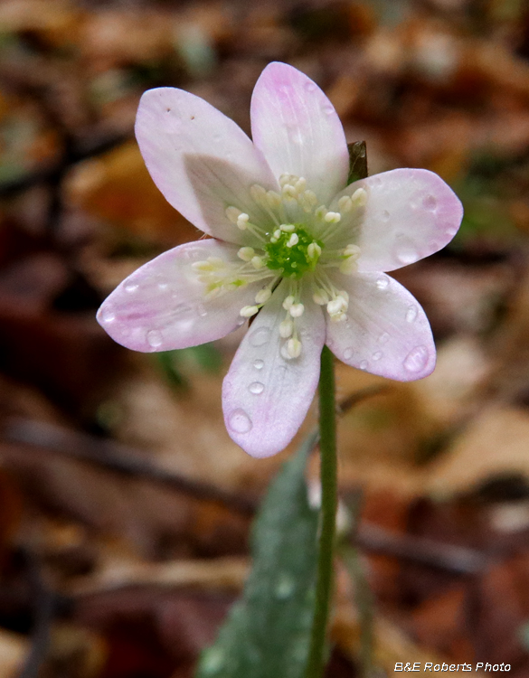 Hepatica