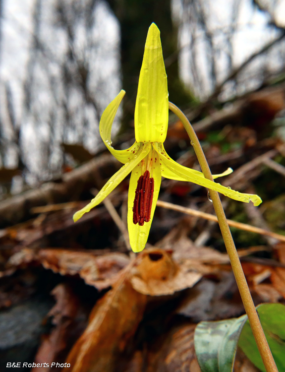 Trout_Lily