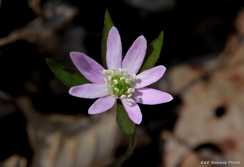 Hepatica_acutiloba