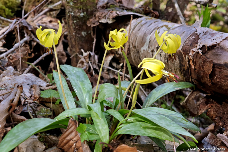 Trout_Lilies