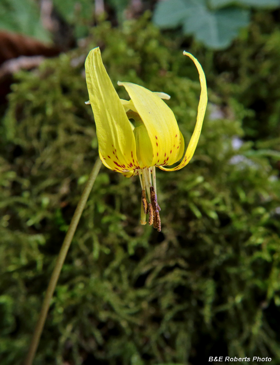 Trout_Lily