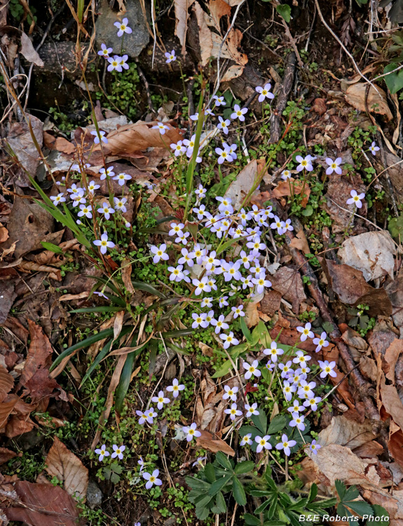 Bluets