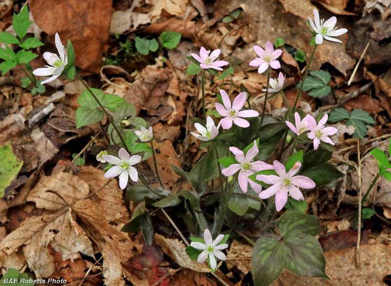 Hepatica