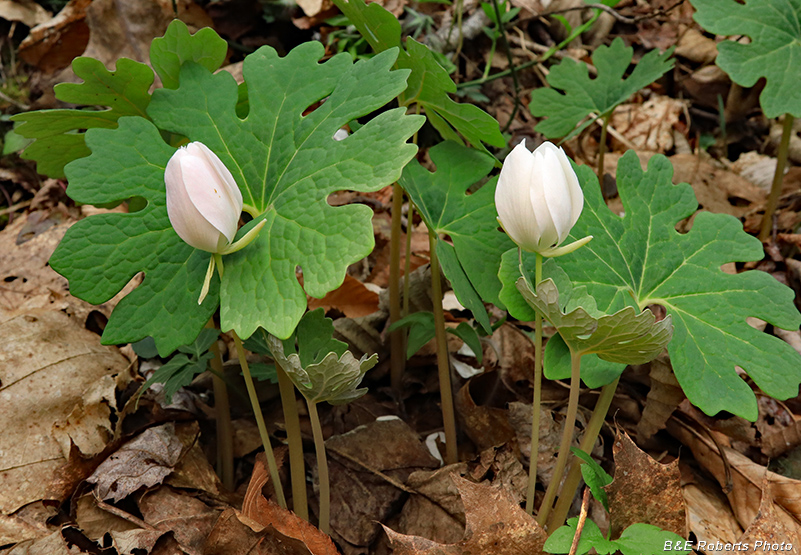 Bloodroot