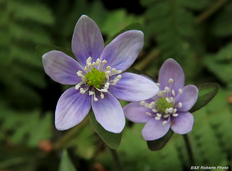 Hepatica