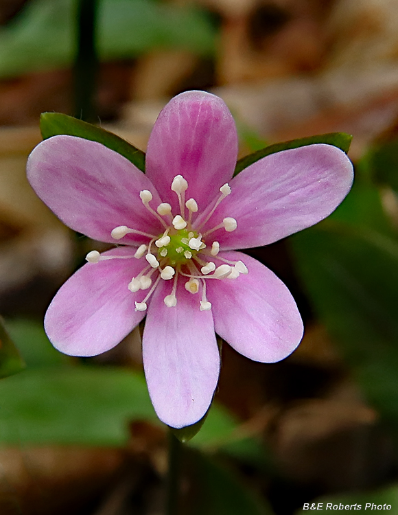 Hepatica