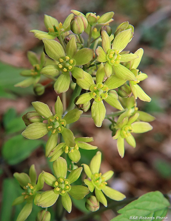 Blue_Cohosh