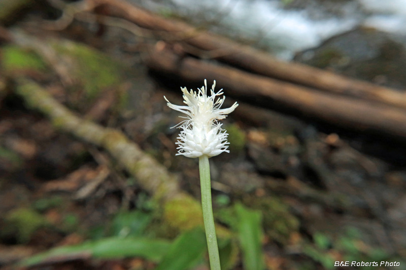 Fraser_Sedge