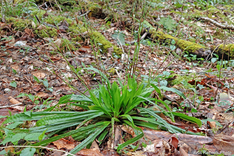 Carex_plantaginea