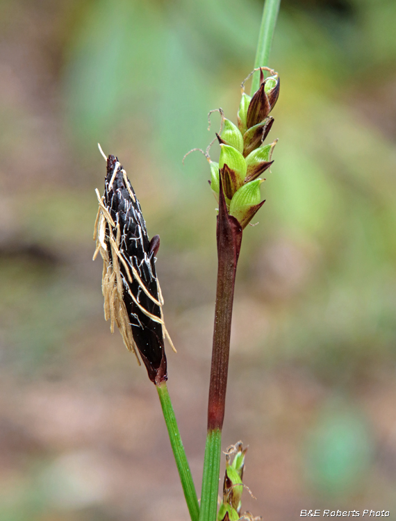 Carex_plantaginea