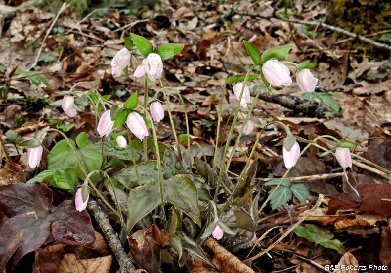 Hepatica_buds