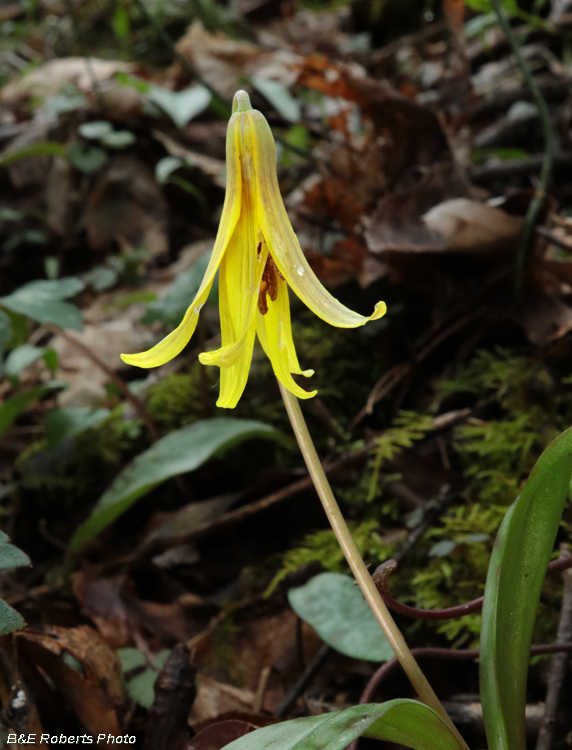 Trout_Lily