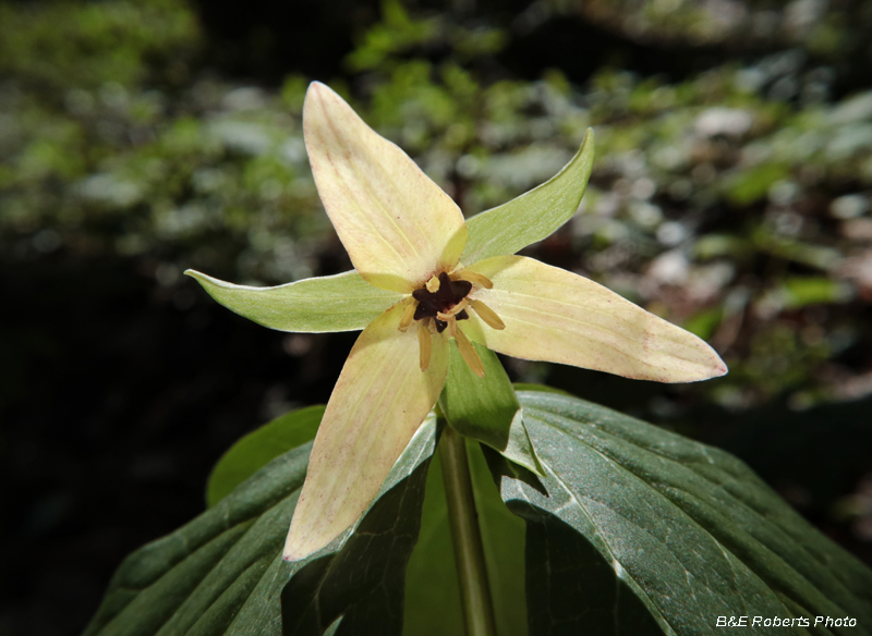 Trillium_erectum