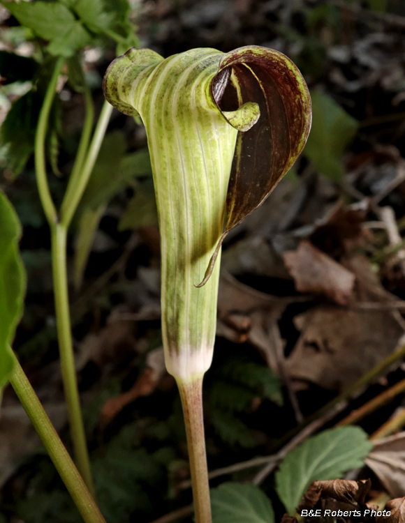 Jack_in_the_Pulpit