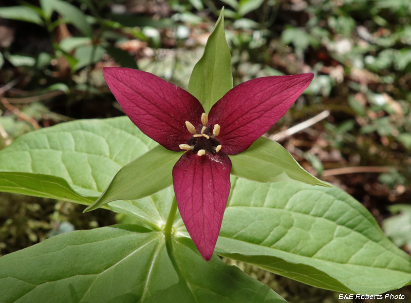 Trillium_erectum