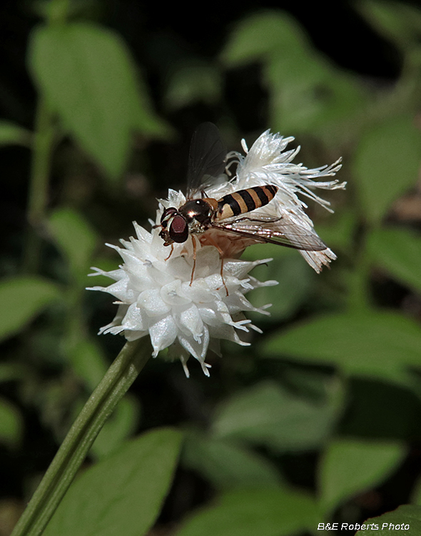 American_Thintail_Fly_on_sedge