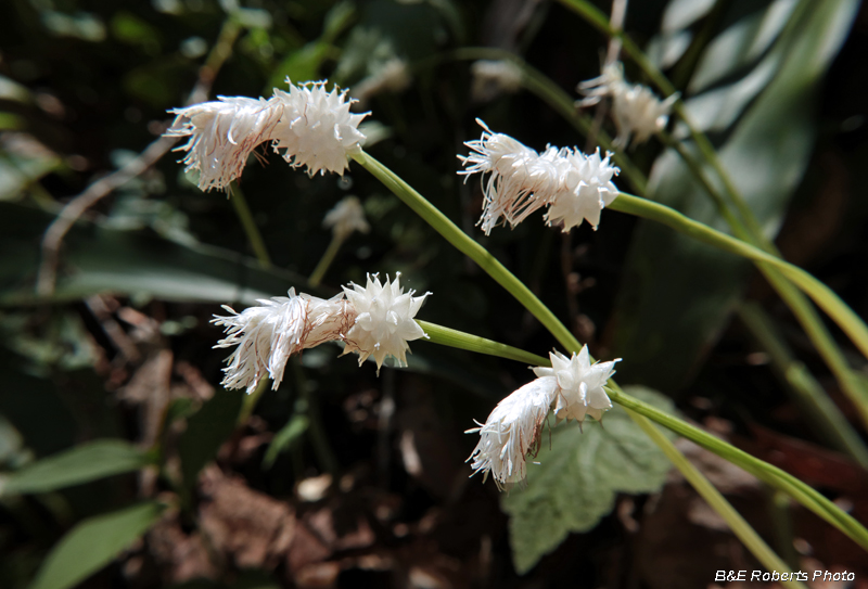 Fraser_Sedge_flowers