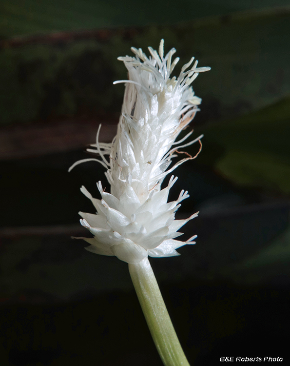 Frasers_Sedge_flower