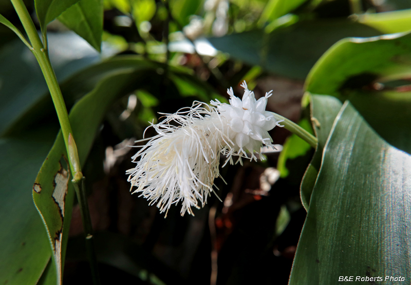 Fraser_Sedge_flower