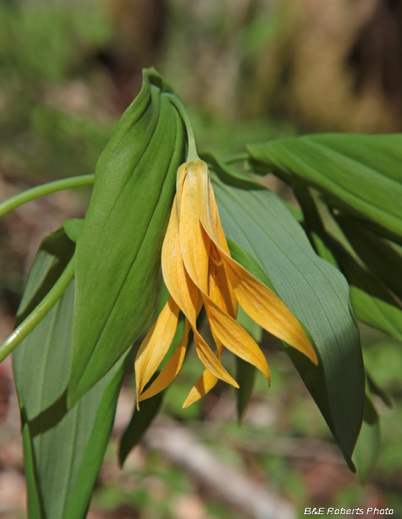 Large_flowered_Bellwort