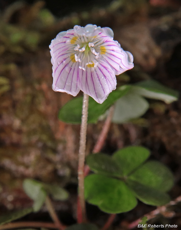 Oxalis_montana