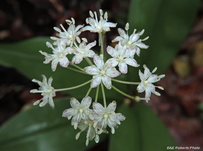 Clintonia