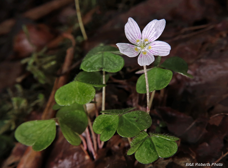 Oxalis_montana