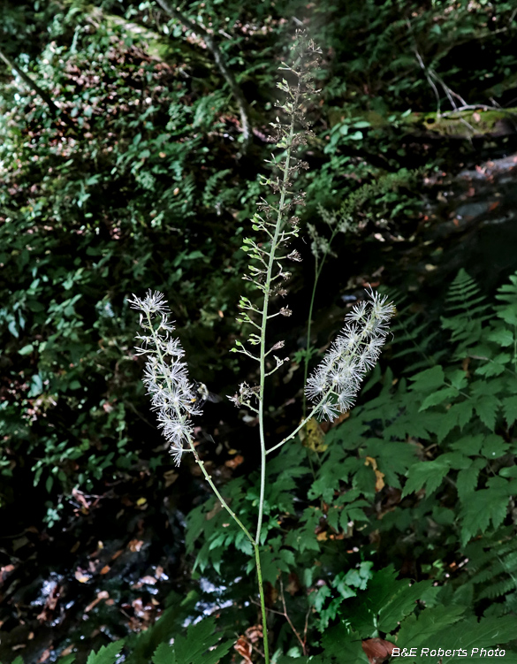 Bugbane