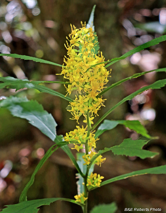 Solidago