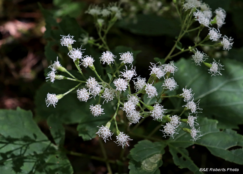 Snakeroot