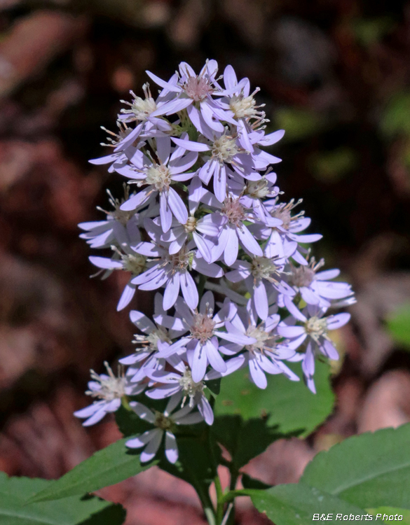 Asters