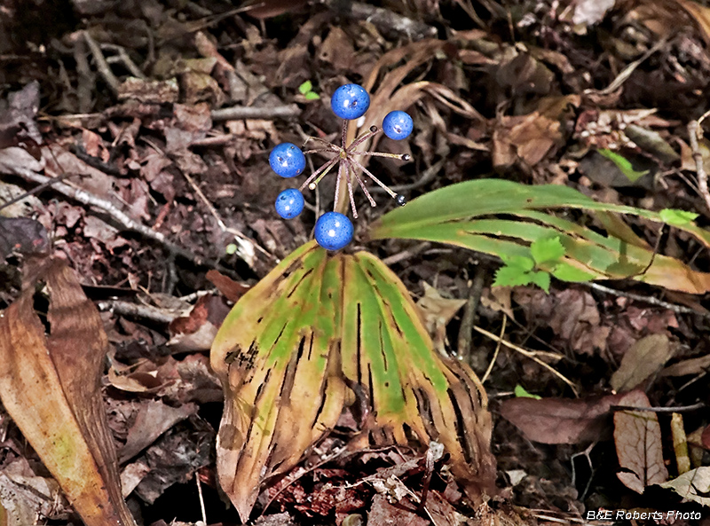 Clintonia_borealis-berries