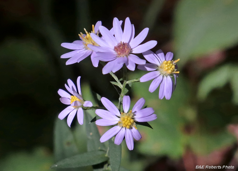 Asters