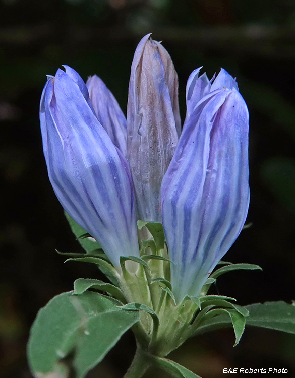 Gentians