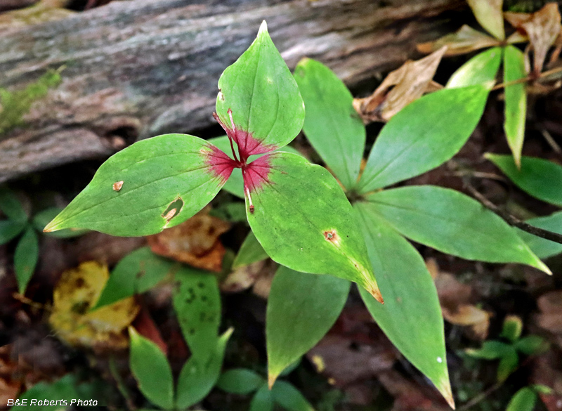 Medeola_virginiana