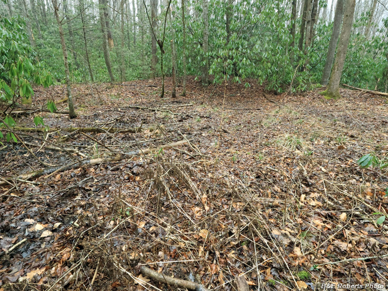 Pond_interior