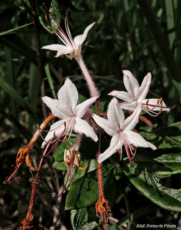 Rhodie_azalea