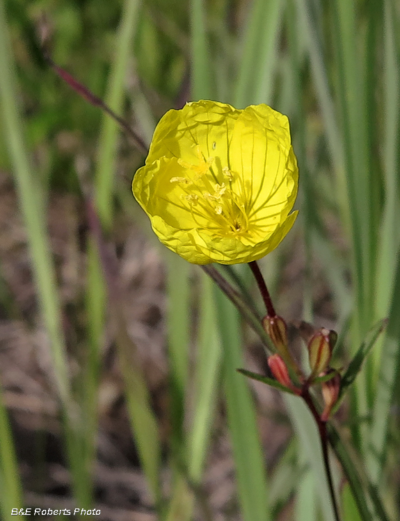 Oenothera